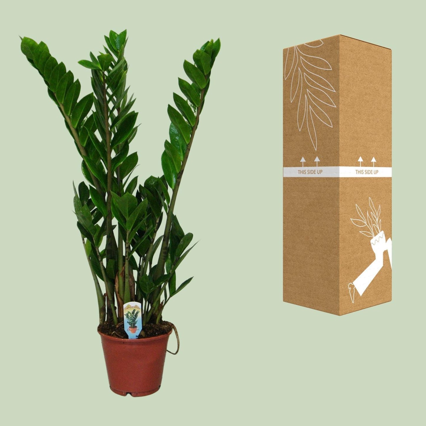 Zamioculcas Zamiifolia - Ø14 - ↨50cm