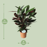 Calathea Rufibarba - Ø17cm - ↕55cm