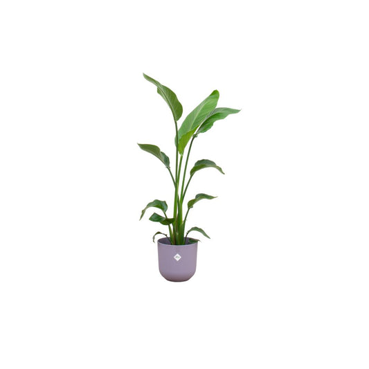 Combi deal - Strelitzia Nicolai in pot Elho lila Ø23 - 130 cm