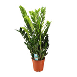 Zamioculcas Zamiifolia - Ø21 ↕95