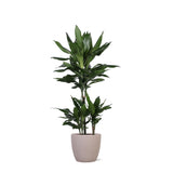 Dracaena Janet Lind Ø21cm - ↕90cm in Boule TAUPE pot