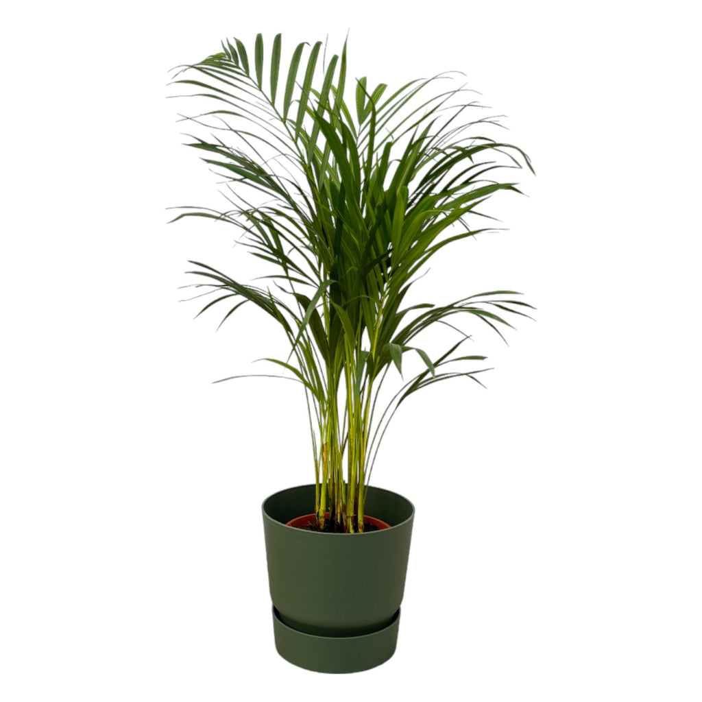 Areca palm - ↨85cm - Ø19cm met elho Greenville Round groen D24xH23