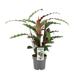 Calathea Rufibarba - ø14cm - ↕50cm