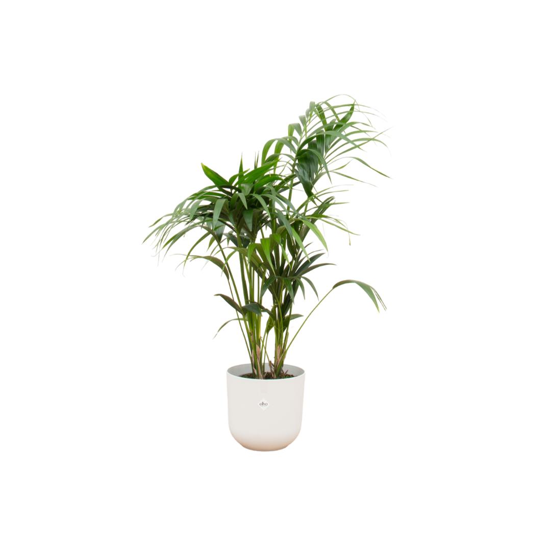 Combi deal - Kentia palm in pot Elho wit Ø26 - 130 cm