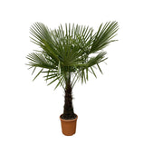 Trachycarpus - Waaierpalm- 180cm- Ø30