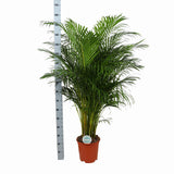 Areca palm Ø27cm ↕160cm in mand Albury Natural