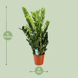 Zamioculcas Zamiifolia - Ø21 ↕95