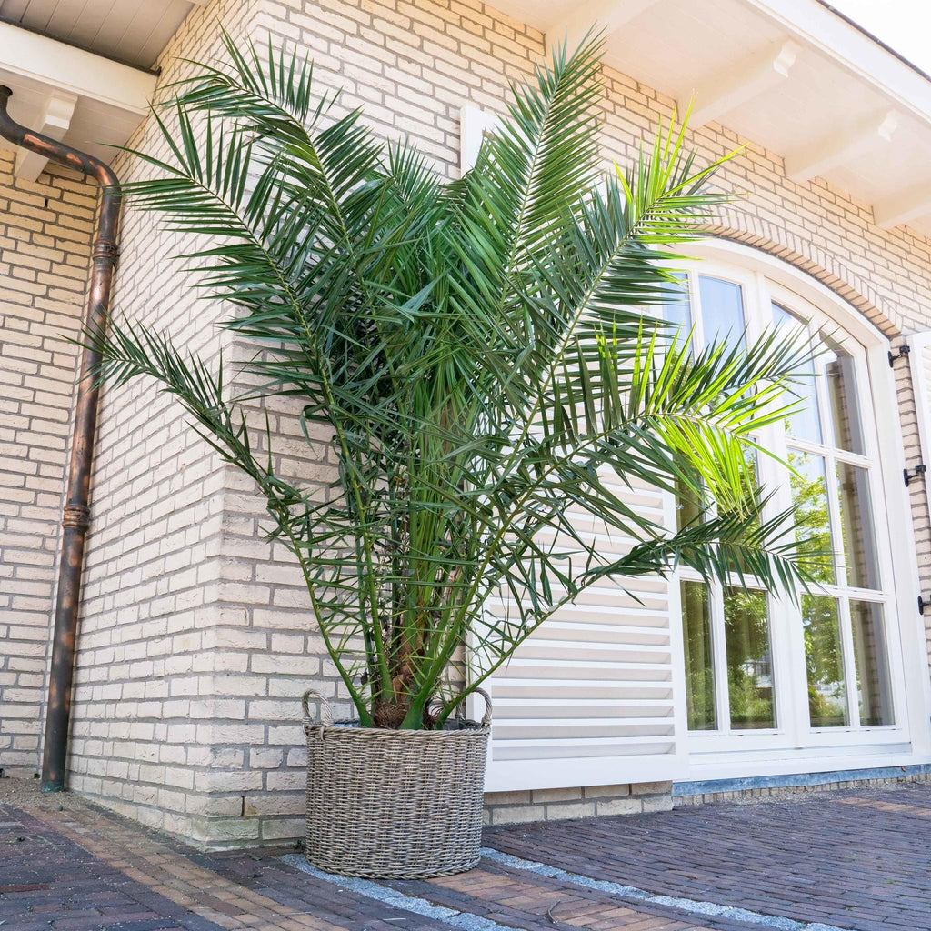 Phoenix Canariensis - 220cm - ø35