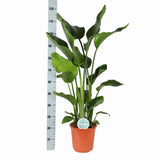 Strelitzia Nicolai Ø24cm ↕120cm in pot Boule olijf