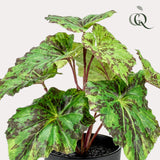 Kunstplant - Begonia Rex - 25 cm