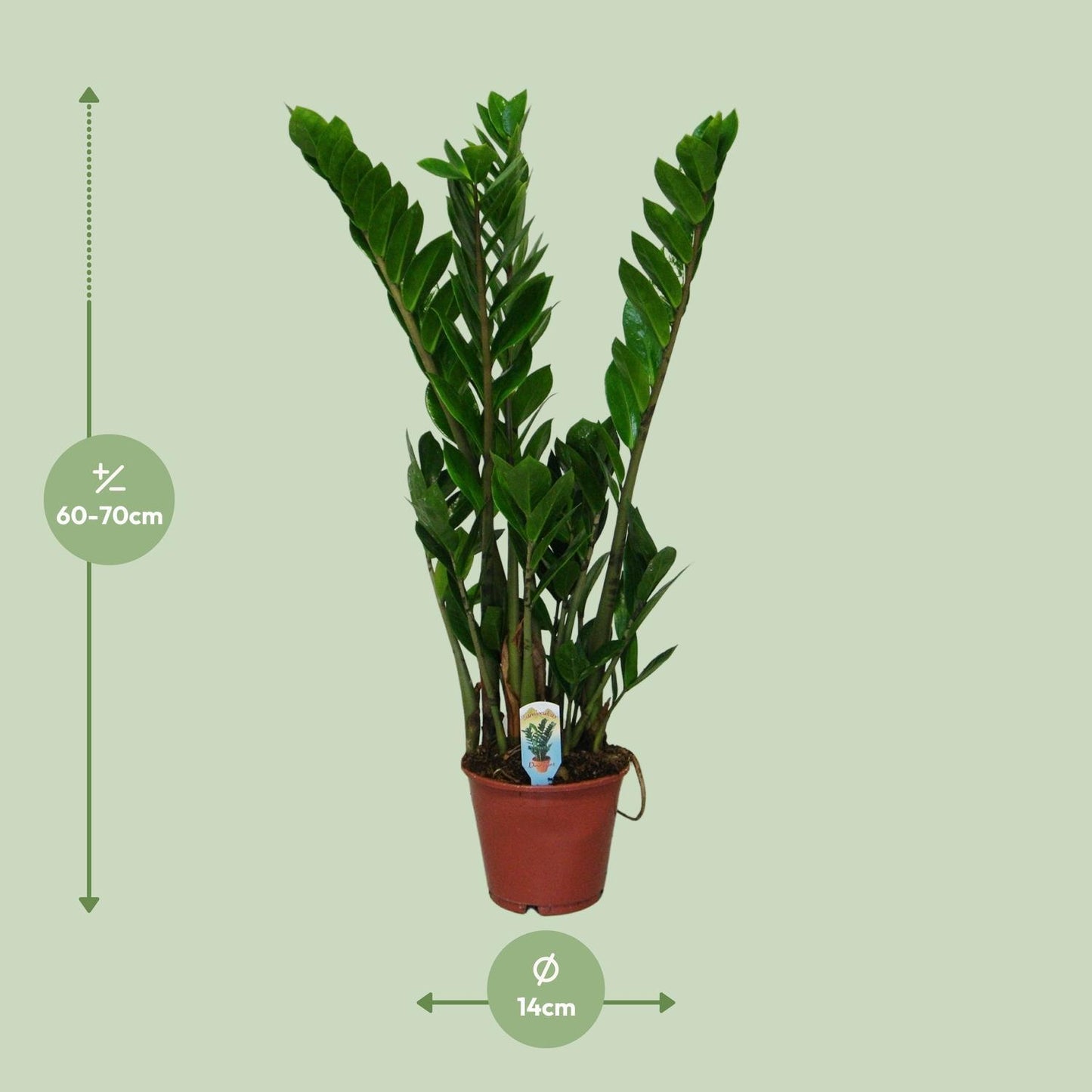 Zamioculcas Zamiifolia - Ø14 - ↨50cm