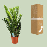 Zamioculcas Zamiifolia - Ø21 ↕95