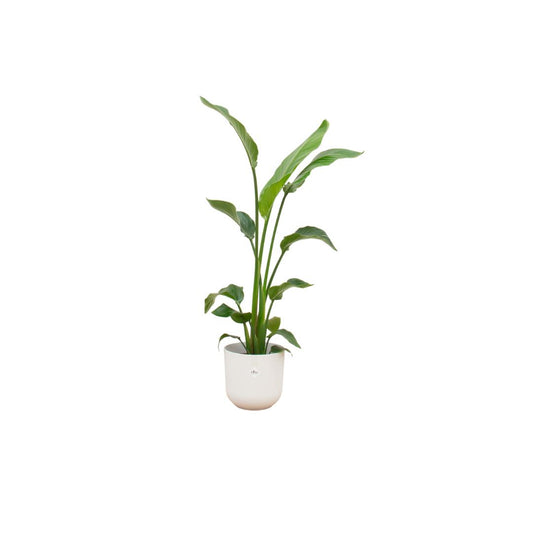 Combi deal - Strelitzia Nicolai in pot Elho wit Ø23 - 130 cm