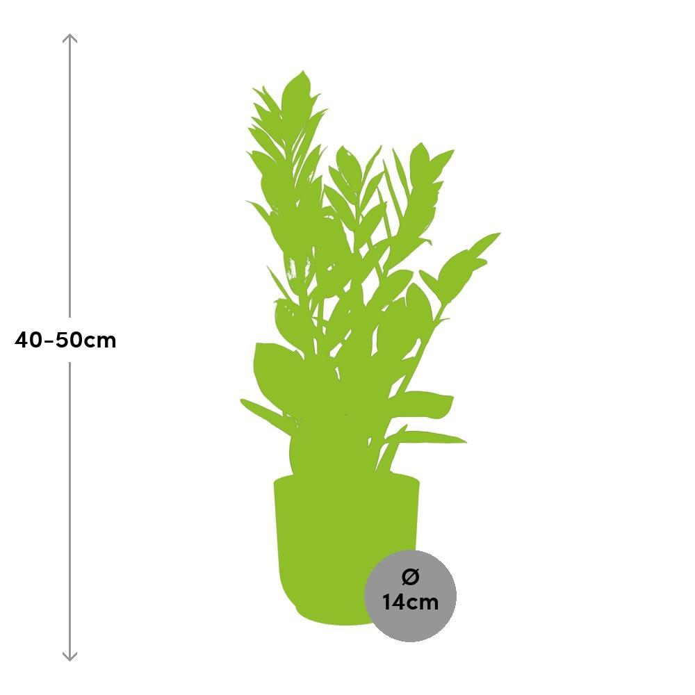Zamioculcas Zamiifolia – Hoogte 45-50 in 14 cm pot Elho roze