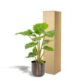 Alocasia Portodora - ↨80cm - Ø21cm + Pot Mayk Lead