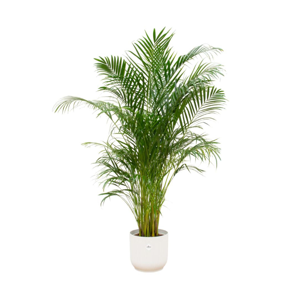 Combi deal - Areca palm in pot Elho wit Ø30 - 180 cm