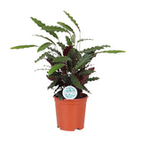 Calathea Rufibarba - Ø21cm - ↕85cm