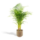 Areca palm met pot - ↨110cm - Ø21cm