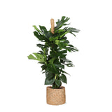 Monstera Deliciosa Ø27cm ↕150cm in mand Albury naturel