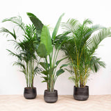 Combi deal XXL - Kentia, Strelitzia Nicolai, Areca Palm