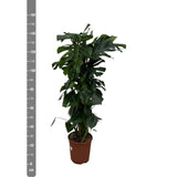 Monstera Deliciosa XXL - 150cm - ⌀24