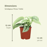 2x Scindapsus Pictus Trebie - Epipremnum - 15cm - ø12