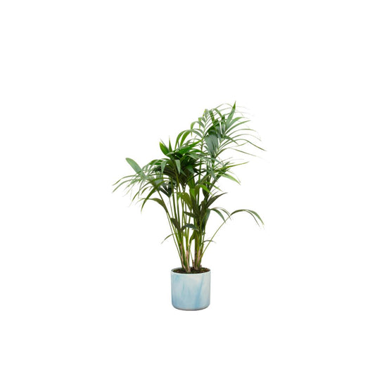 Combi deal - Kentia palm in pot Elho blauw Ø22 - 130 cm
