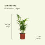 2x Chamaedorea Elegans - 55cm - ø17