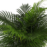 Areca palm Ø27cm ↕160cm in mand Albury Natural