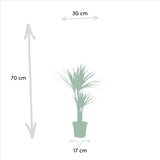 Dracaena ↨70cm - Ø17cm + Yucca ↨90cm - Ø17cm