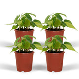 4x Philodendron Scandens Brasil  - 15cm - ø12