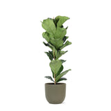 Ficus Lyrata - Ø21cm - ↕90cm in pot Boule olijf