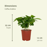 2x Coffea Arabica - Koffieplant - 25cm - ø12