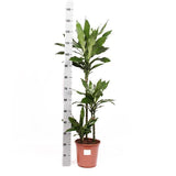 Dracaena Janet Lind Ø24cm ↕120cm in Boule WIT pot