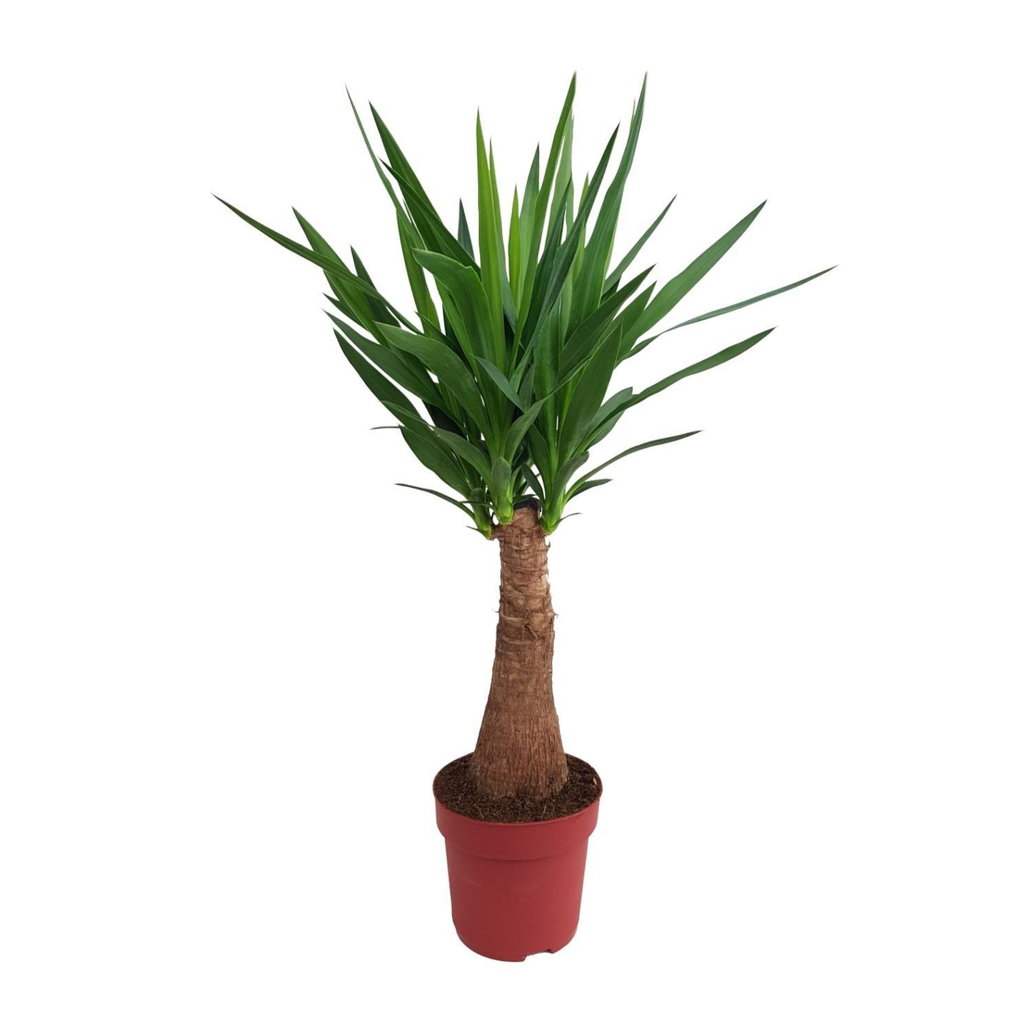 Yucca "Maya Tree" stam - Ø21cm - ↕100cm