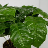 2x Coffea Arabica - Koffieplant - 25cm - ø12