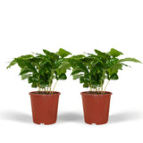 2x Coffea Arabica - Koffieplant - 25cm - ø12