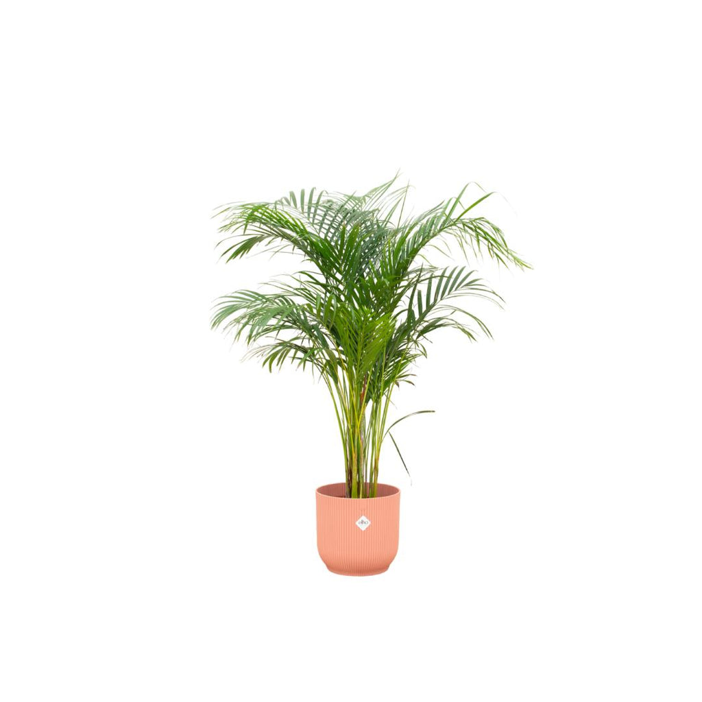 Combi deal - Areca palm in pot Elho roze Ø30 - 140 cm