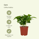 2x Coffea Arabica - Koffieplant - 25cm - ø12