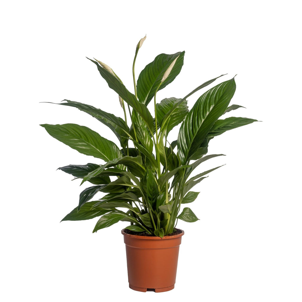 Spathiphyllum 'Vivaldi Spa' - Ø17cm - ↕70cm