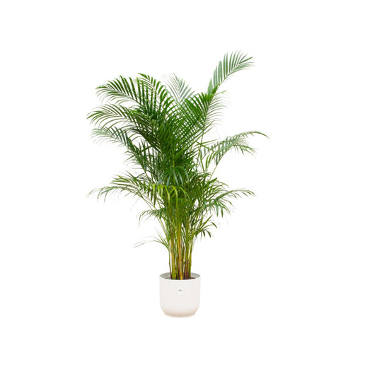 Combi deal - Areca palm in pot Elho wit Ø30 - 160 cm