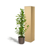 Ficus microcarpa Moclame - ↨95cm - Ø21cm + Pot Mayk Lead