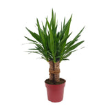 Yucca "Tres Cañas" Stam - Ø19cm - ↕70cm