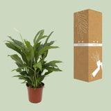 Spathiphyllum Torelli - Ø17cm - ↕65cm