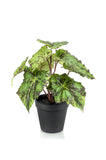 Kunstplant - Begonia Rex - 25 cm