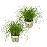 2x Cyperus Alternifolius  - Kattengras - 20cm - ø12