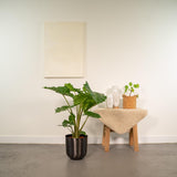 Alocasia Portodora - ↨80cm - Ø21cm + Pot Mayk Lead