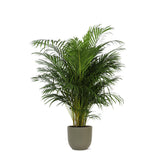 Areca Palm Ø27cm ↕160cm in pot Boule Olijf