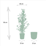 Ficus microcarpa Moclame - ↨95cm - Ø21cm + Pot Mayk Lead