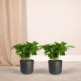 2x Coffea Arabica - Koffieplant - 25cm - ø12